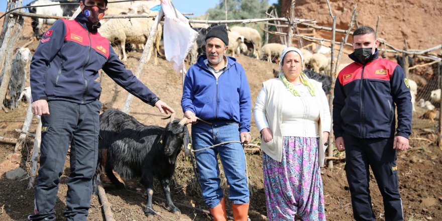 Keçinin İnadını Aydın İtfaiyesinin İnadı yendi