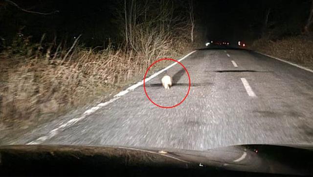 Nesli neredeyse tükenmek üzere! Yüzünü bir anlık da olsa gösterdi