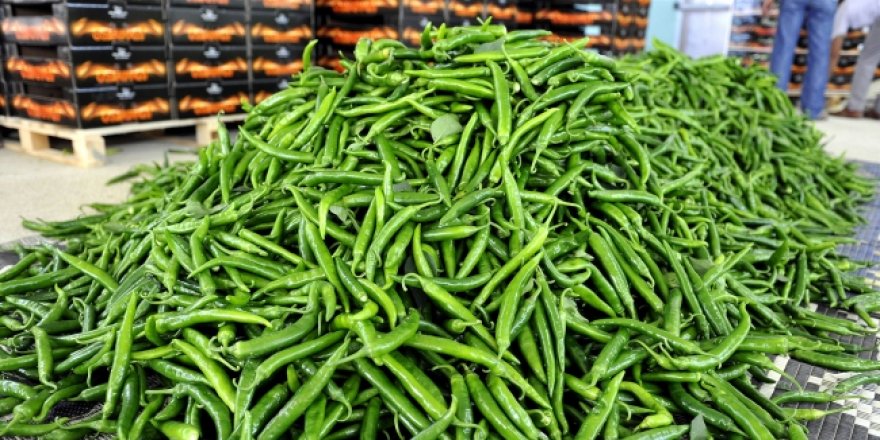 LİDER SİVRİ BİBER