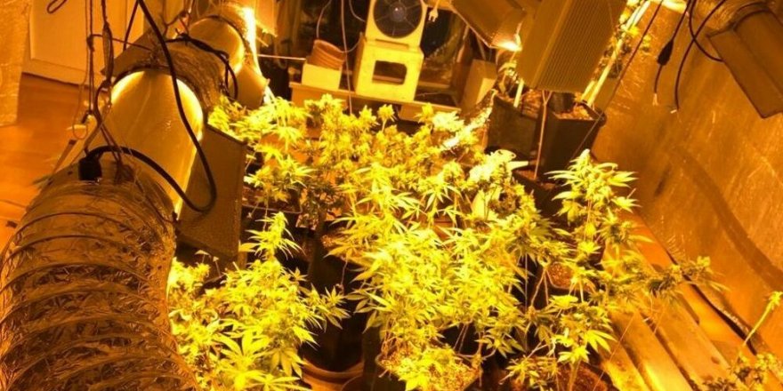 1 milyon liralık uyuşturucu serası... Avcılar'da ele geçirildi