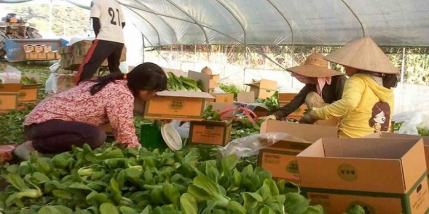 Güney Kore’de göçmenler köle gibi çalıştırılıyor