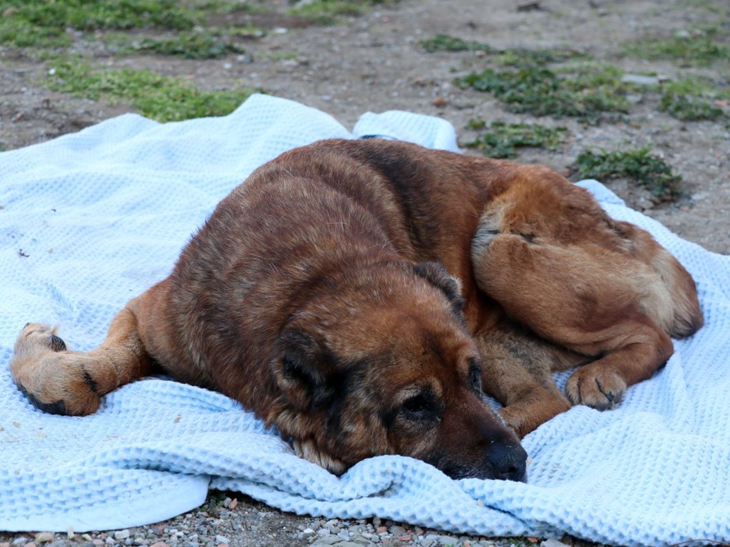 Veterinere götürülen köpeğin vücudunda yüzlerce saçma çıktı