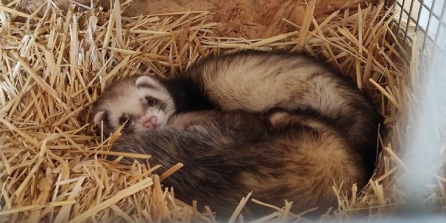 Ankara’da ‘feret’ üretimi yapılan bir eve baskın düzenlendi