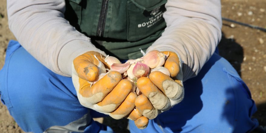 TAŞKÖPRÜ SARIMSAĞI BÜYÜKŞEHİR BELEDİYESİ'NİN 'AYDIN ÇİFTÇİ MERKEZİ'NDE HAYAT BULUYOR
