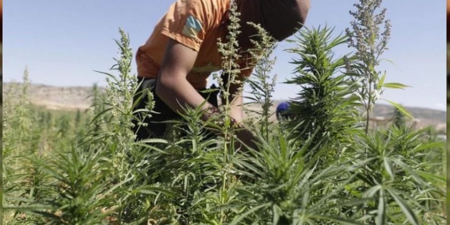 Fas'ta hint keneviri yasallaştı: Sağlık ve sanayi alanında kullanılacak