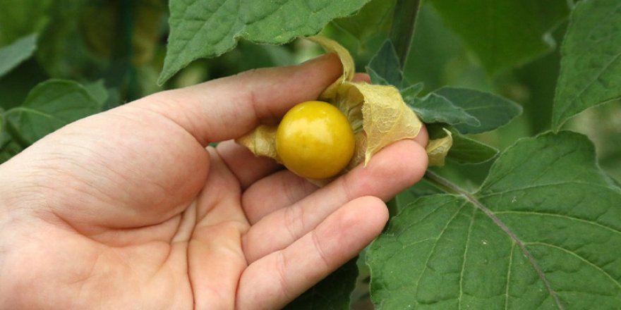 Altın çileğin kilosu 150 TL'ye satılıyor