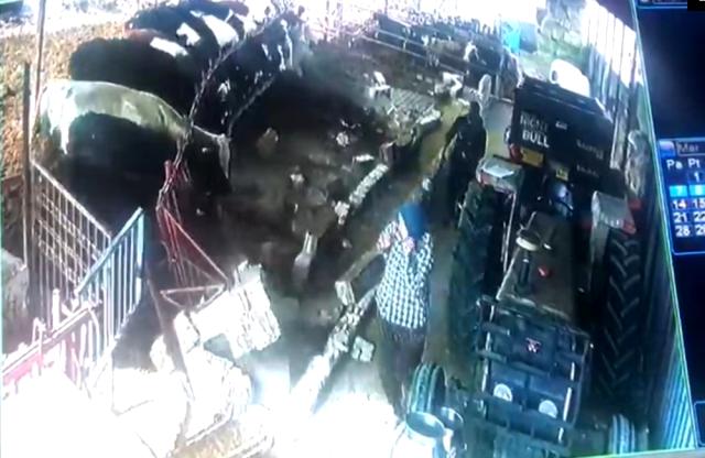 Aşıdan korkan hayvanlar ahırın demirlerini söktü!