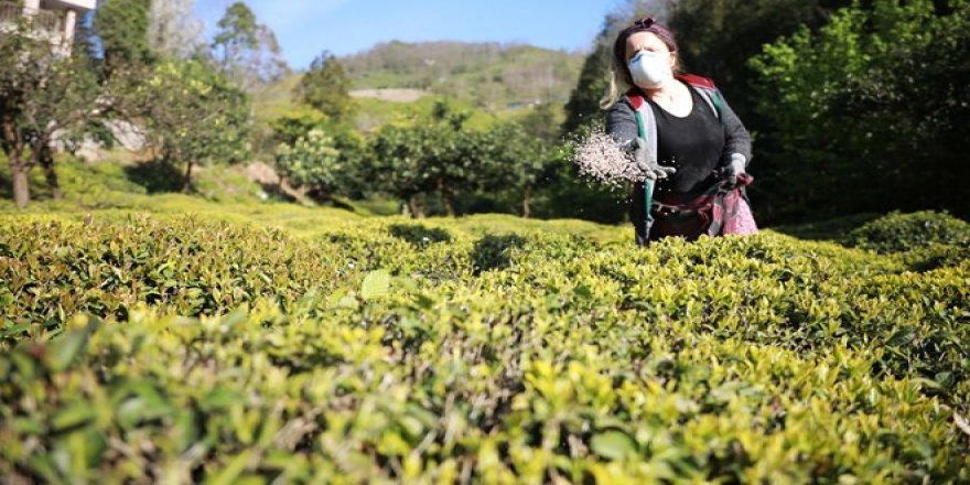 Doğu Karadeniz'de 'aşırı gübreleme' tehlikesi