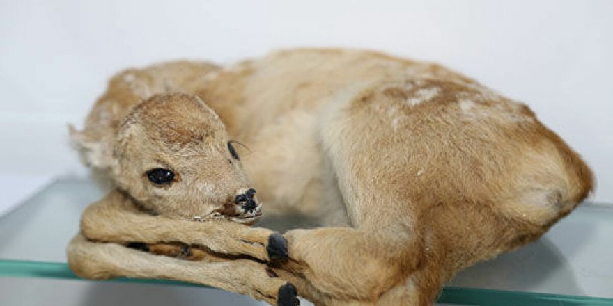 Tahnit müzesi hazırlığına hayvanseverlerden tepki: Ceset müzesi istemiyoruz