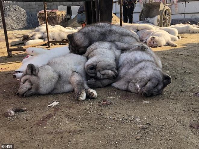 Adım adım vahşet! Elektrik verilerek öldürülüp derileri yüzülüyor