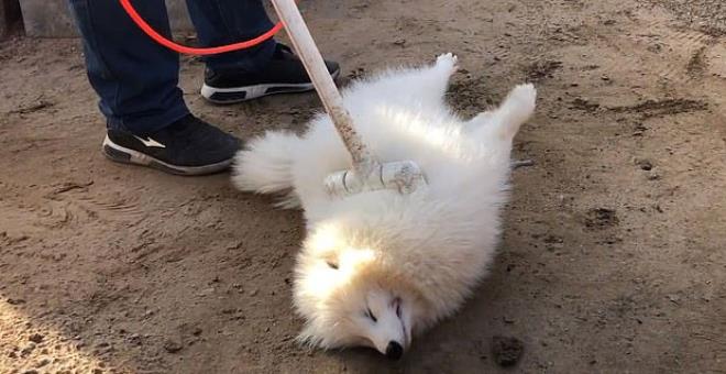 Adım adım vahşet!