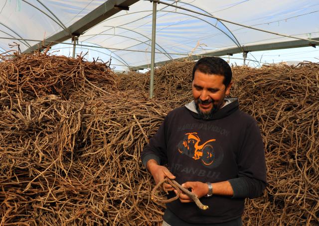 Doğadan toplattığı meyan köklerini çay haline getirip yurt dışına satıyor! Yıllık kazancı 1 milyon lira