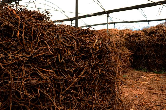 Doğadan toplattığı meyan köklerini çay haline getirip yurt dışına satıyor!