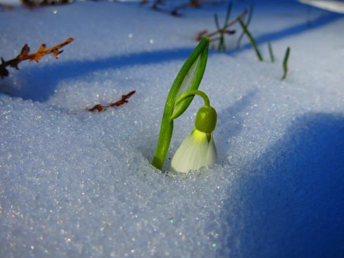 Balıkesir'deki Kaz Dağları'nda kış ile ilkbahar renkleri birleşti