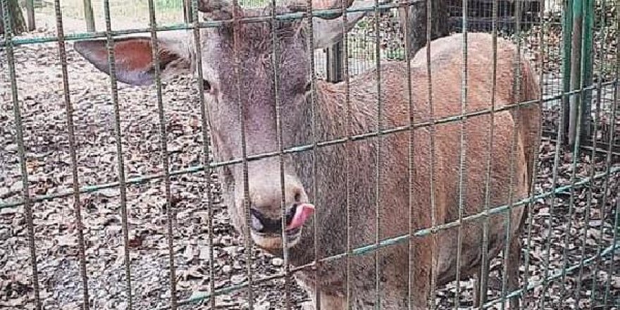 Hayvanat bahçesindeki geyiği kaçırıp yiyen 2 kişi tutuklandı