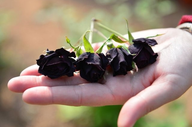 Şanlıurfa’da yetişen ’karagül’ tescillendi