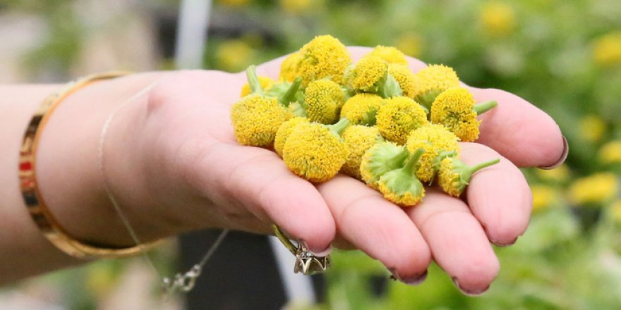 Antalya'da yetiştirilen yenilebilir elektrik çiçeğine yoğun ilgi