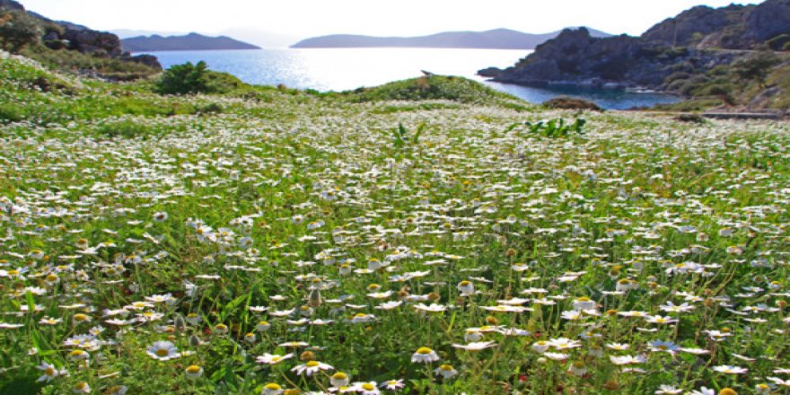 Nevruz Bayramımız Kutlu Olsun !