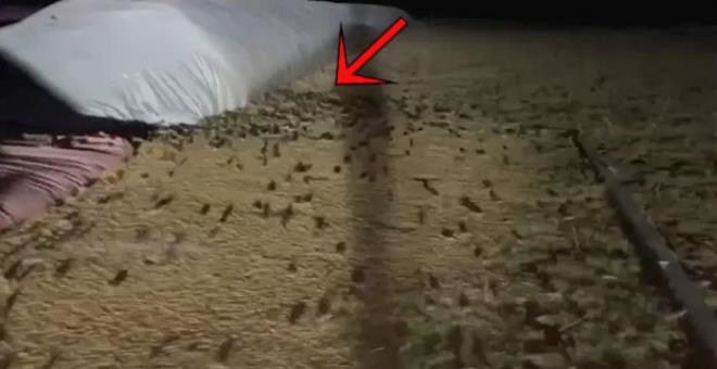 Binlercesi aynı anda hareket edince yer yerinden oynuyor