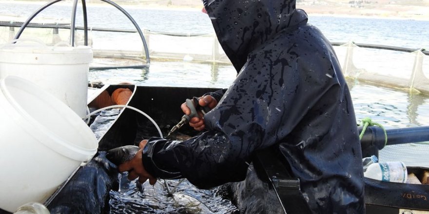Gaziantep'te milyonlarca balık tek tek aşılanıyor