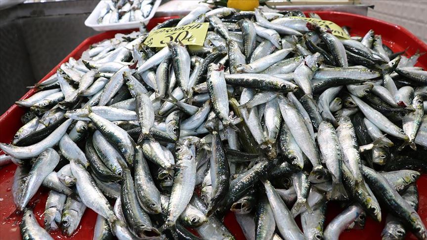 Karadenizli Balıkçılar Sezonu 'Kötü' Geçiriyor