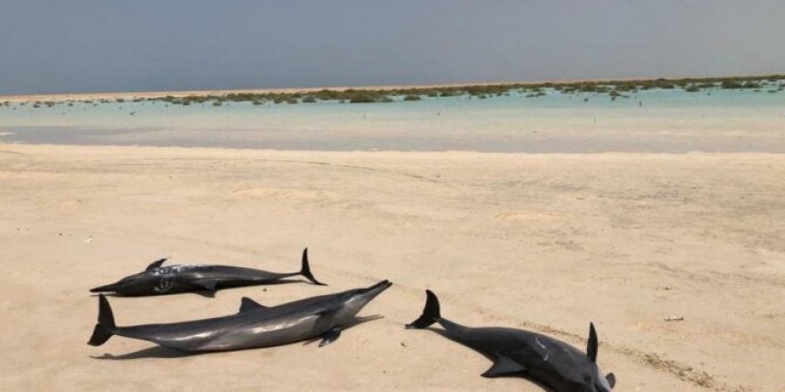 Kızıldeniz kıyısında mahsur kalan 40 yunus kurtarıldı