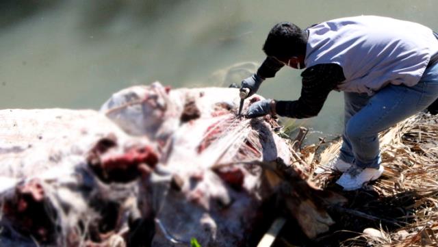 Dere yatağında çok sayıda at ve eşek kafasıyla kemikler bulundu