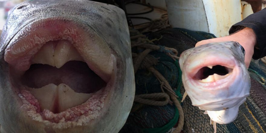 Zehri yetişkin bir kişiyi anında öldürüyor! Kanada peşinde...