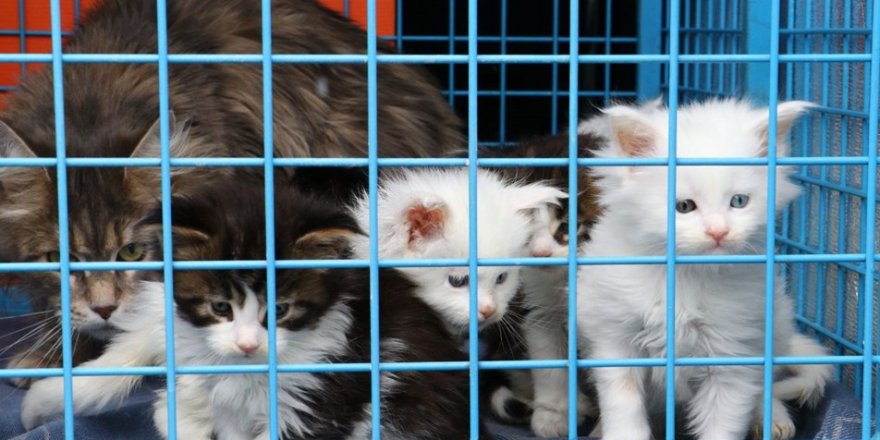 Ankara'da 29 Norveç orman kedisine el konuldu