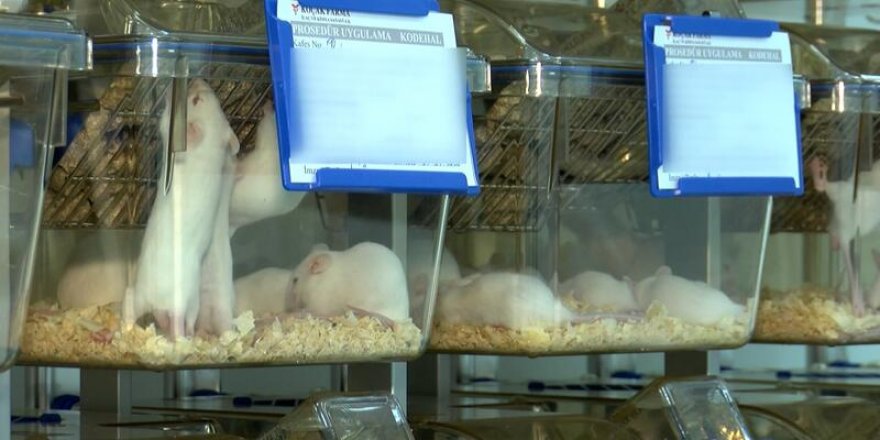 Varyant virüste korkutan 'fare' gelişmesi