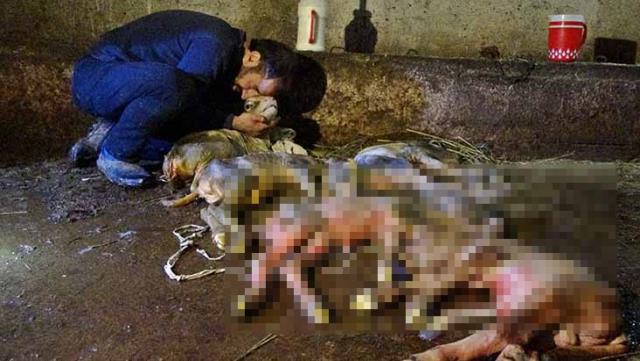 Kesilen inekten 4'ü ölü 5 buzağı çıktı, sahibi başında hüngür hüngür ağladı