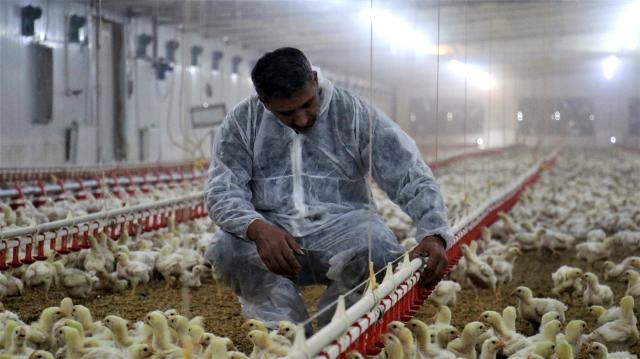 Müteahhitliği bırakıp devlet desteğiyle çiftlik kurdu, yılda 300 bin TL kazanıyor