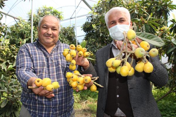 Yenidünya hasadı başladı, üretici fiyattan dolayı bayram ediyor