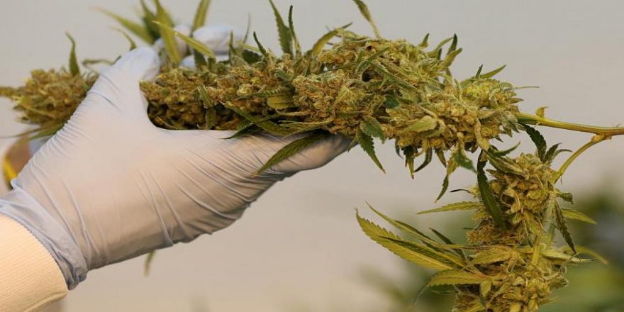 Tasarı kabul edildi: New York'ta esrar kullanımı yasallaşıyor