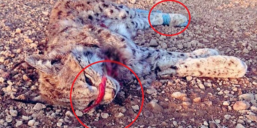 Nesli tehlikede olan vaşak, ağzı ve elleri bağlanmış halde ölü bulundu