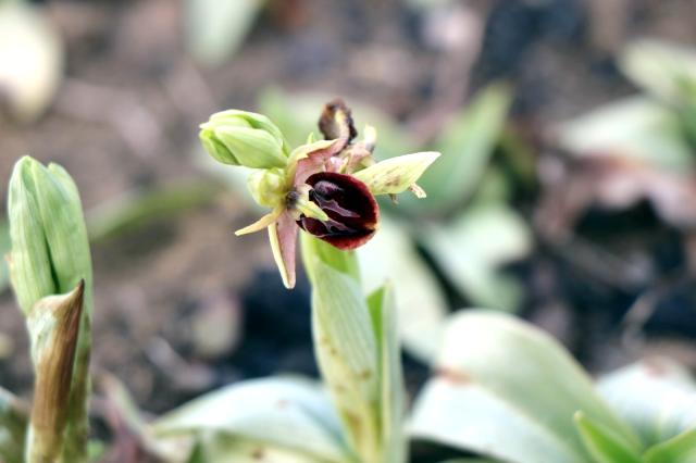 Topraktan çıkan altın: