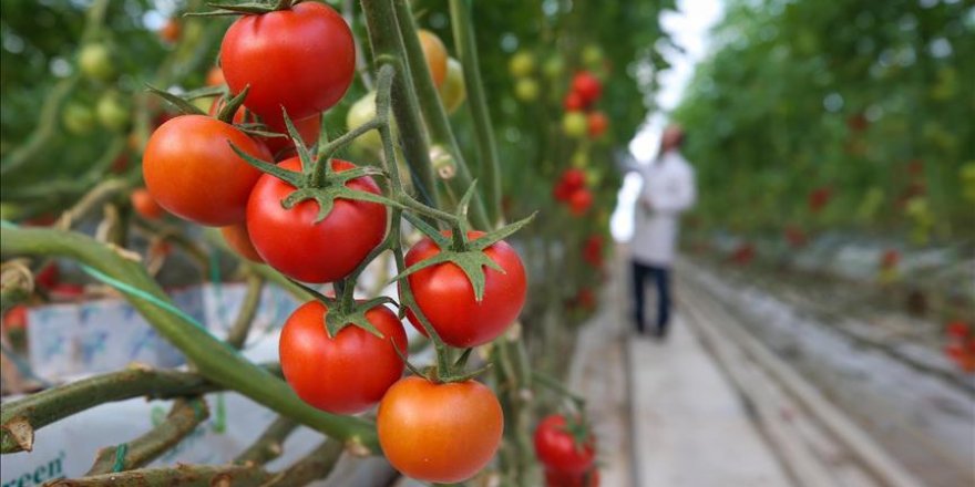 Rusya'ya domates ihracatında kota dolmak üzere