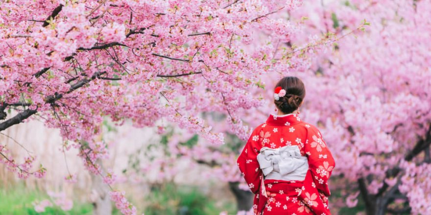 Tehlike çanları: Japonya’nın kiraz çiçekleri 1200 yıldır hiç bu kadar erken açmamıştı