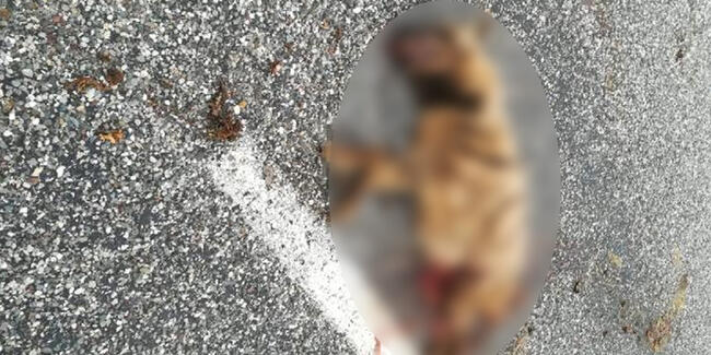 Nesli tükenmekte olan çizgili sırtlan, araç çarpmasıyla öldü