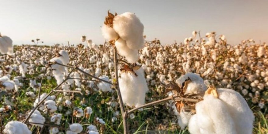 Pamukta GDO iddiası kriz yarattı; çiftçi tohum bulamıyor, ithalat patlayabilir