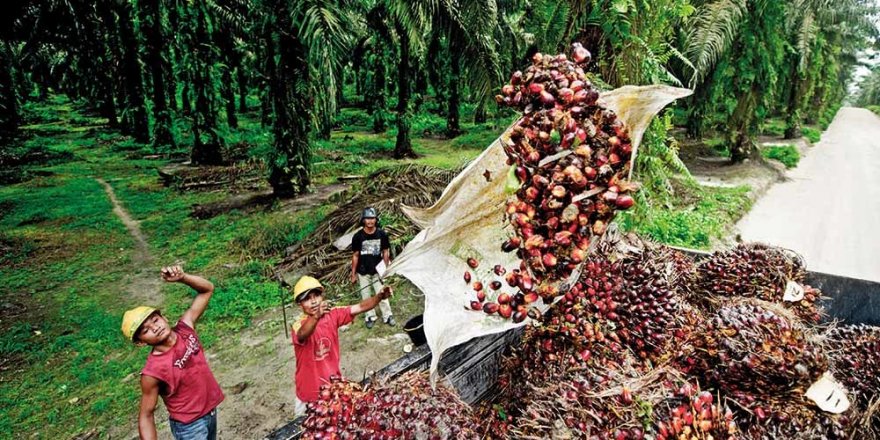 Sri Lanka palmiye yağı ithalatını yasakladı