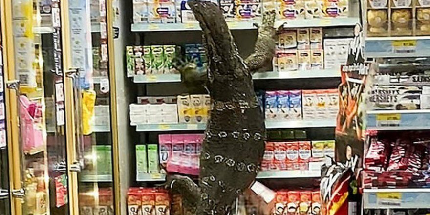 Markette kertenkele paniği