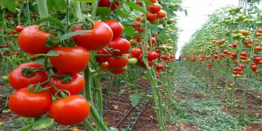 Rusya domates kotasını yükseltiyor