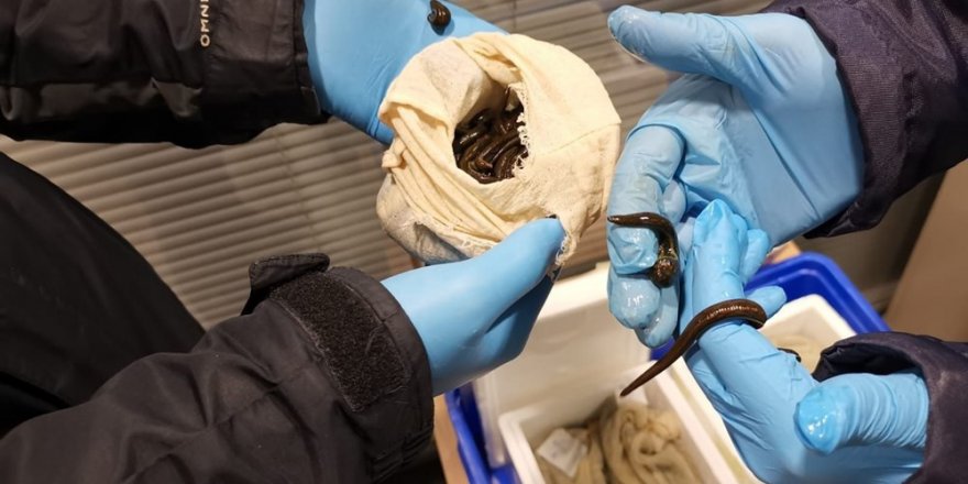 Sabiha Gökçen'de operasyon: Yolcunun valizinden 3 bin Tıbbi Sülük çıktı