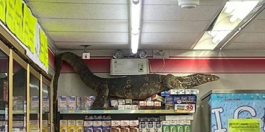 Markete giren kertenkele dehşete düşürdü!