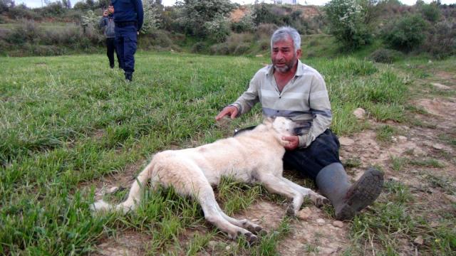 Emekli polis olduğunu söyleyen kişi, çobanın köpeğini gözleri önünde öldürdü