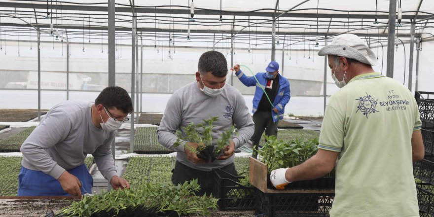 Aydın Büyükşehir Belediyesi'nin Ata Tohumlarından Yetiştirdiği Fideler Vatandaşın Bahçesiyle Buluştu