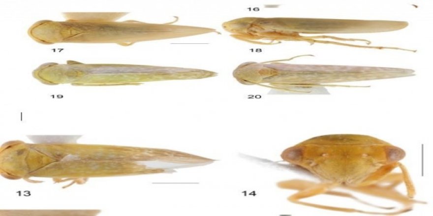 Achrus albicosta isimli böcek, Çin'den sonra ilk defa Elazığ’da görüldü