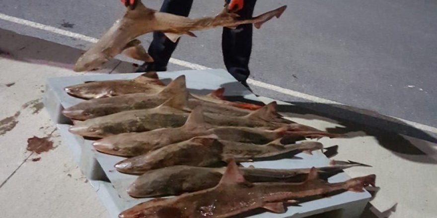 Balık halinde 8 tane camgöz köpek balığına el konuldu