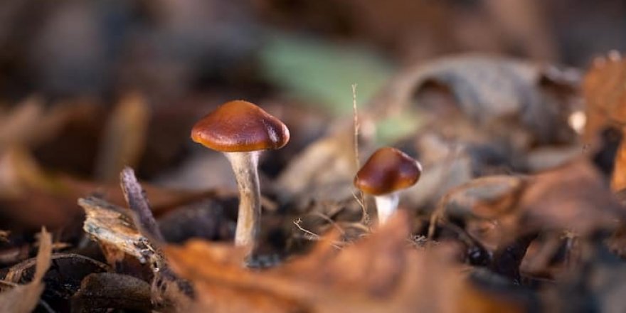 ‘Sihirli mantar’dan depresyona şifa çıktı